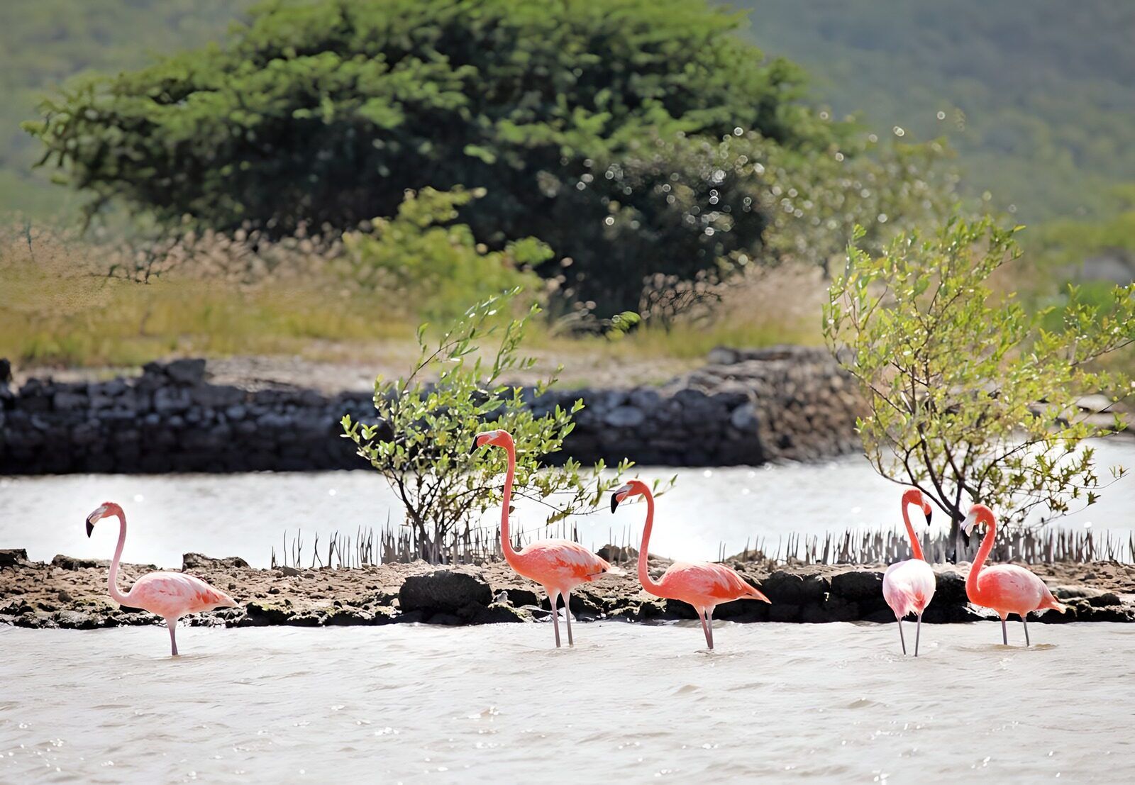 WCUK44869: Flamingoes along the river's edge