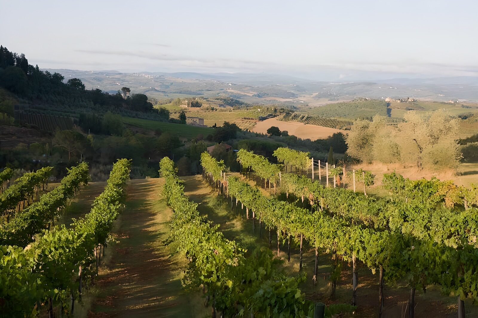 WCUK44408: Vines with a view over a valley